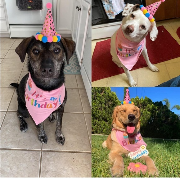 NWOT Pooch First Birthday - Picture 2 of 10